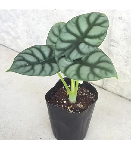 Amazon.co.jp: 観葉植物 希 アロカシア・スティングレイ ②